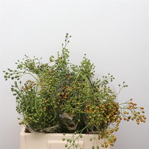 Rosa Corallo Green Orange