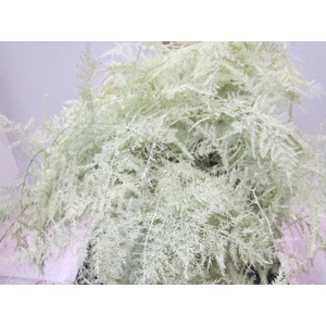 Asp Extra Veer Creme