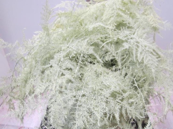 <h4>Asp Extra Veer Creme</h4>