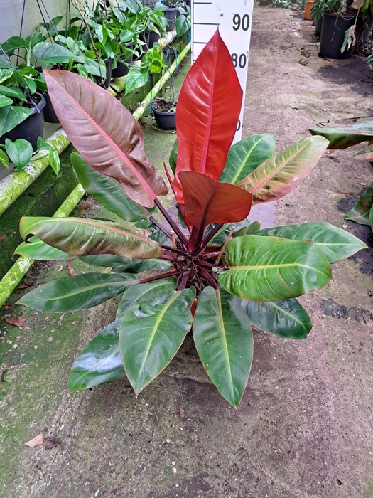 <h4>Philodendron ...</h4>