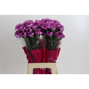 Dianthus St Royal Damascus