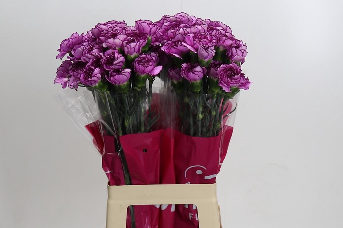 Dianthus St Royal Damascus