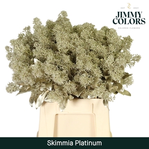 Skimmia Per Bos L45 Mtlc. Platina