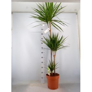 Dracaena marg.