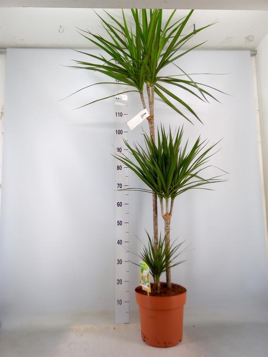 <h4>Dracaena marg.</h4>