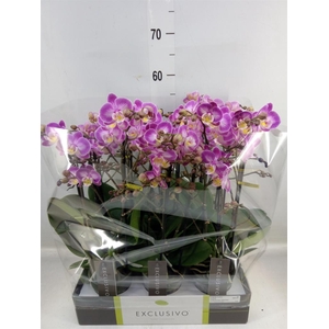 Phalaenopsis multi.   ...rose