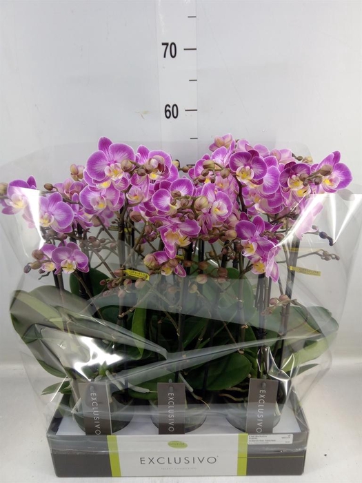 <h4>Phalaenopsis multi. ...rose</h4>