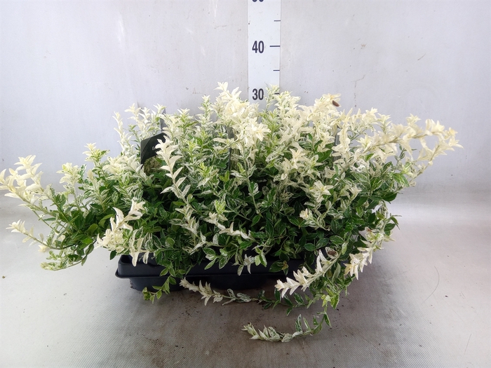 <h4>Euonymus fortunei 'Harlequin'</h4>