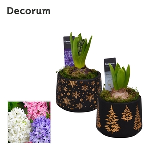 Arrangementen Hyacinthus 6%
