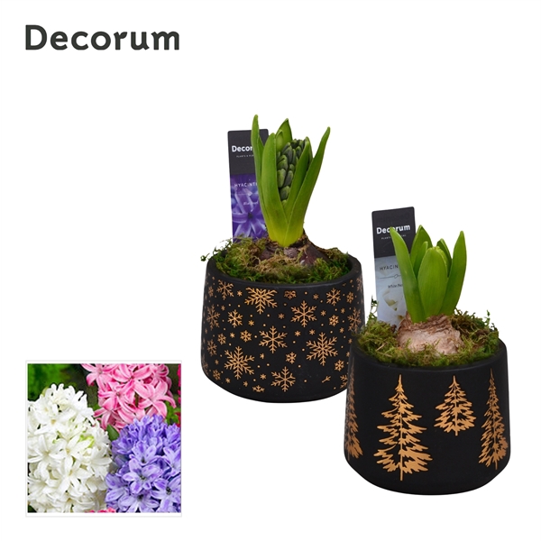 <h4>Arrangementen Hyacinthus 6%</h4>