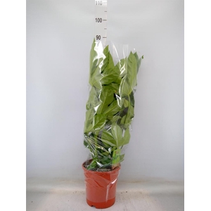 Fatsia japonica   ...