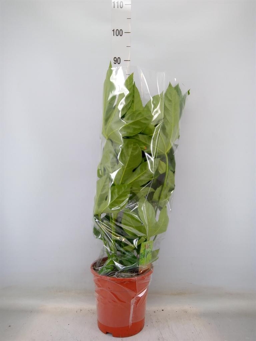 <h4>Fatsia japonica   ...</h4>