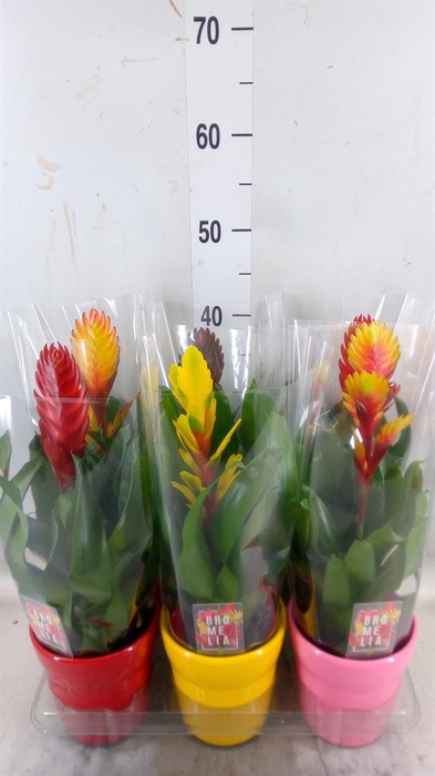 <h4>Vriesea ...mix 6</h4>