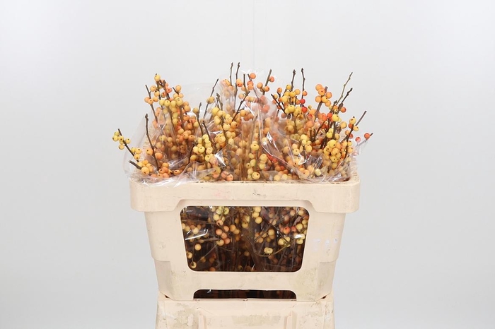 <h4>Ilex Ve Ilexia Julia</h4>