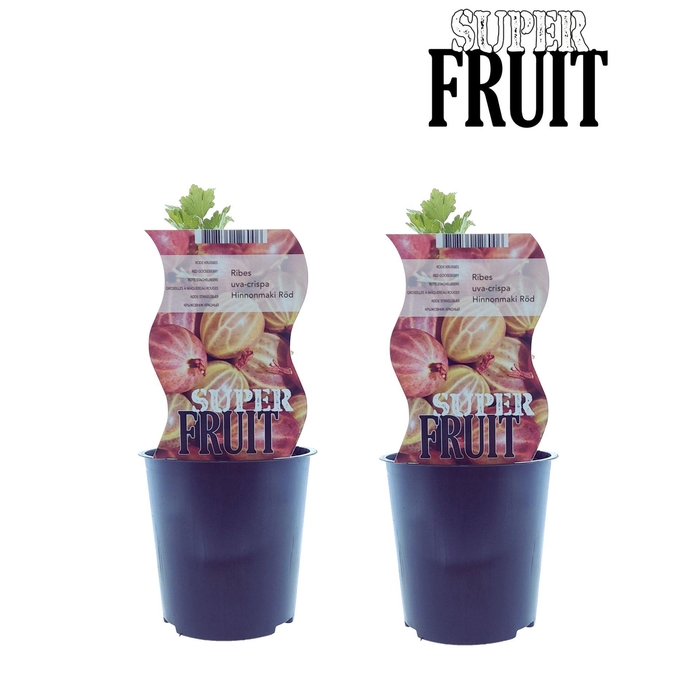 <h4>Ribes Hinnonmaki Röd (12034)</h4>