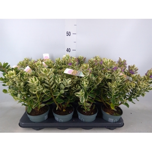 Hebe  'Katrina'