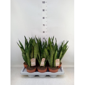 Sansevieria zeylanica