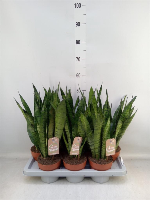 <h4>Sansevieria zeylanica</h4>
