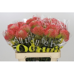 Leuco Ayoba Pink