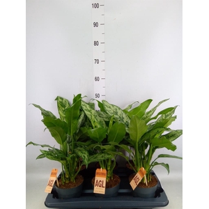 Aglaonema   ...