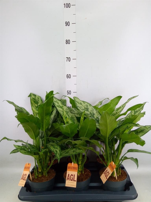 <h4>Aglaonema   ...</h4>