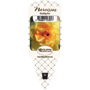 NARCISSUS INCOMPARABILIS