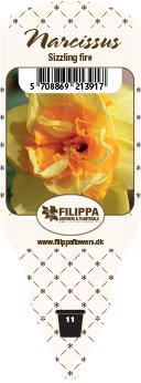 <h4>NARCISSUS INCOMPARABILIS</h4>