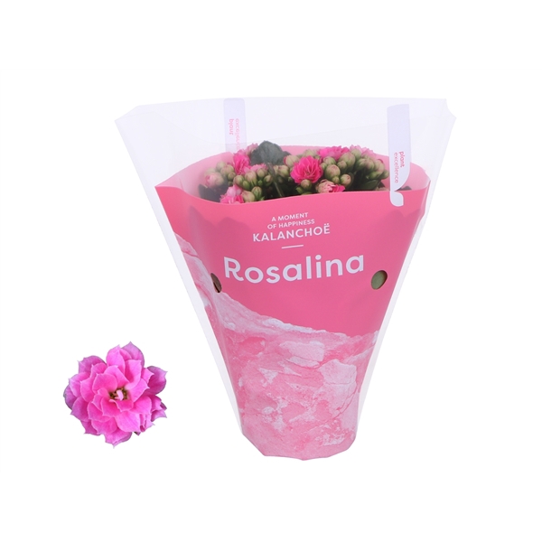 <h4>Kalanchoe Rosalina 07cm TST Don Nando, Roze hoes</h4>