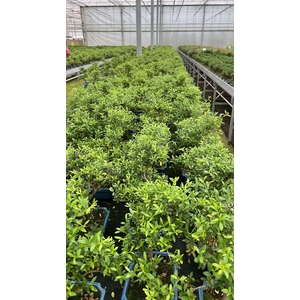 ilex crenata, 20 cm, shape, with drip tray
