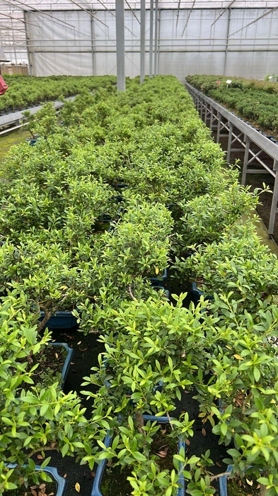 <h4>ilex crenata, 20 cm, shape, without drip tray</h4>