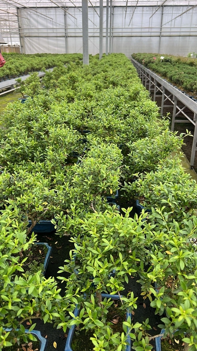 <h4>ilex crenata, 20 cm, shape, with drip tray</h4>