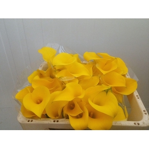Calla Golden Nugget