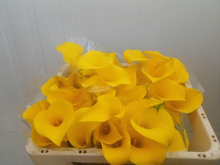 <h4>Calla Golden Nugget</h4>