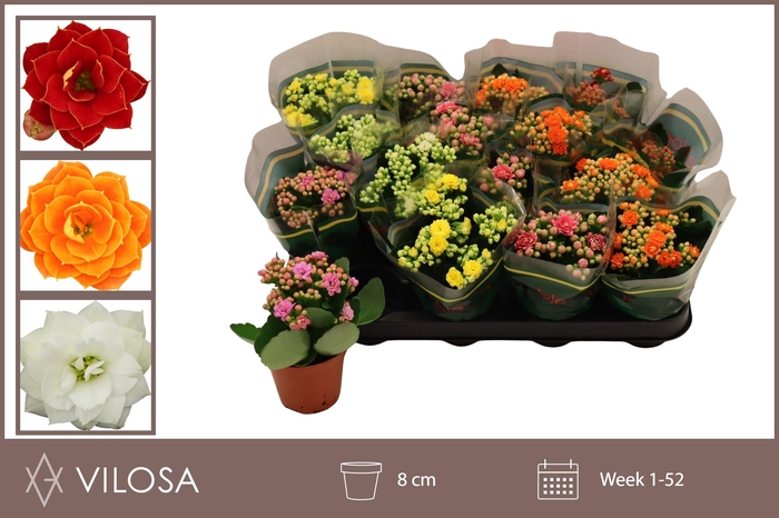 <h4>KAL GE GEM 5 KL</h4>