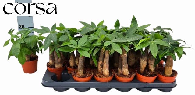 <h4>PACHIRA AQUATICA</h4>