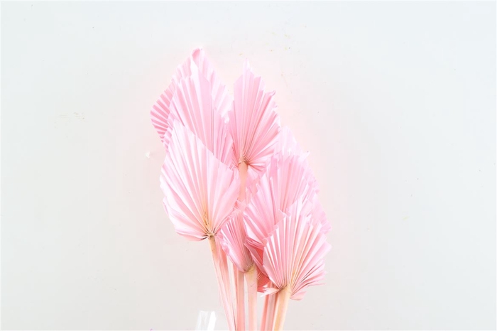 <h4>Dried Palm Spear 10pc L Pink Bunch</h4>