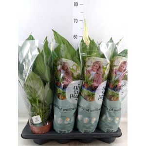 Spathiphyllum  'Sweet Ricardo'