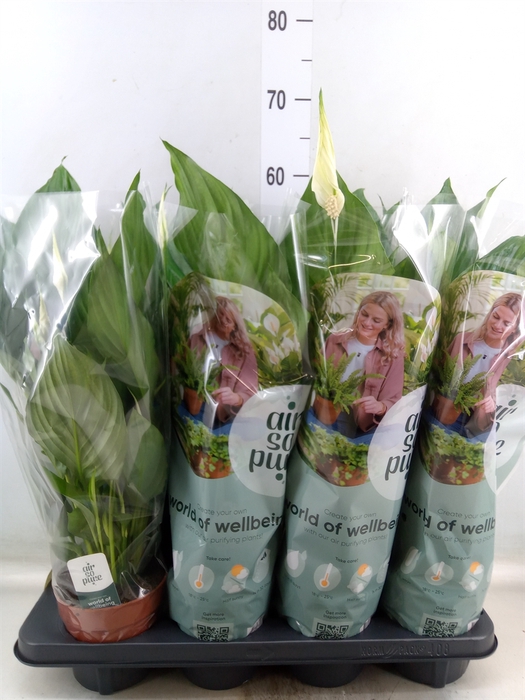 <h4>Spathiphyllum  'Sweet Ricardo'</h4>
