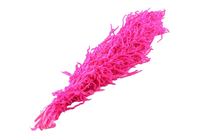 <h4>Amaranthus Caudatus Cerise</h4>