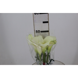 CALLA EXOTIC VENTURA 070 CM
