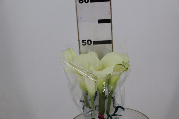 <h4>CALLA EXOTIC VENTURA 070 CM</h4>