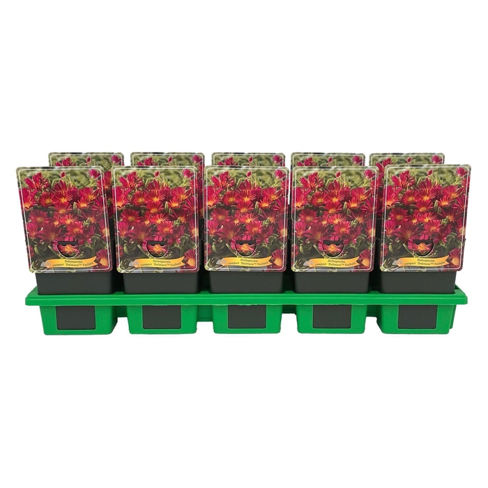 <h4>Delosperma cooperi</h4>