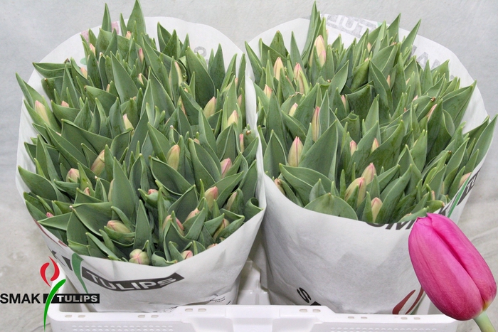 <h4>TU EN ACE PINK</h4>