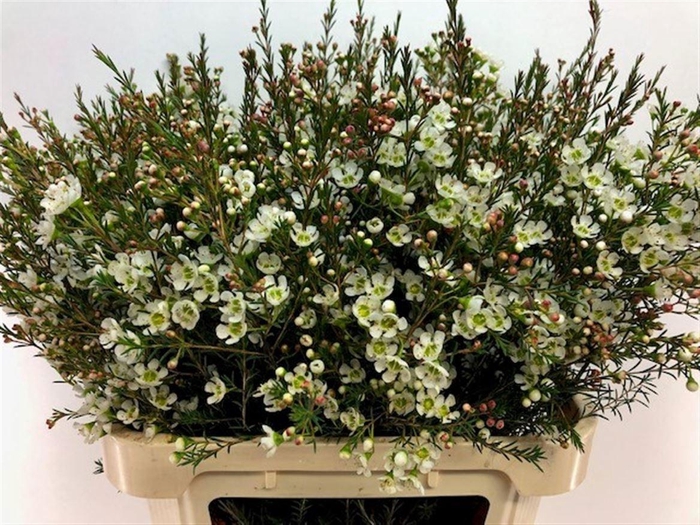 <h4>CHAME ME SIRIUS</h4>