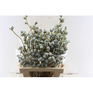 Euca Boule 250 Gram