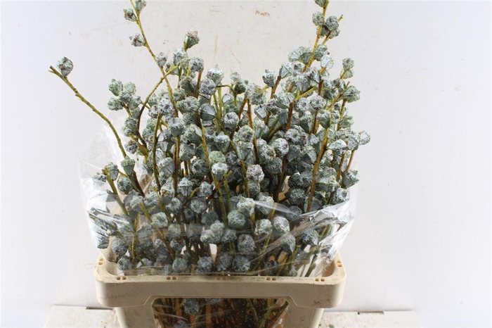 <h4>Euca Boule 250 Gram</h4>