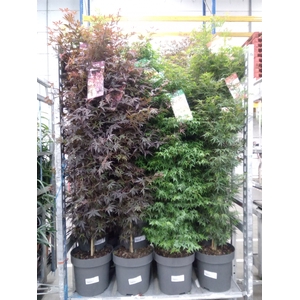 Acer palmatum