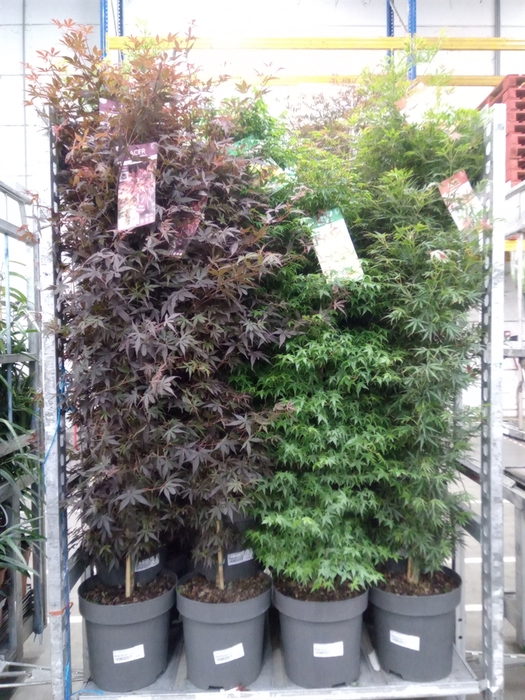 <h4>Acer palmatum</h4>