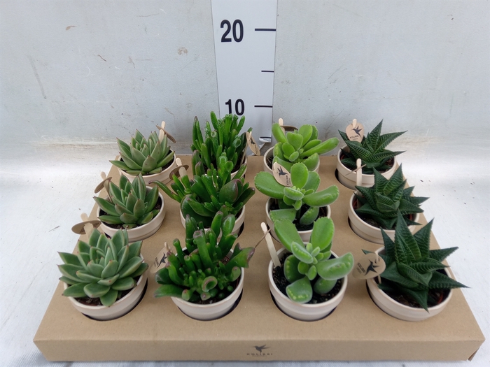 <h4>Succulents   ...mix 3</h4>