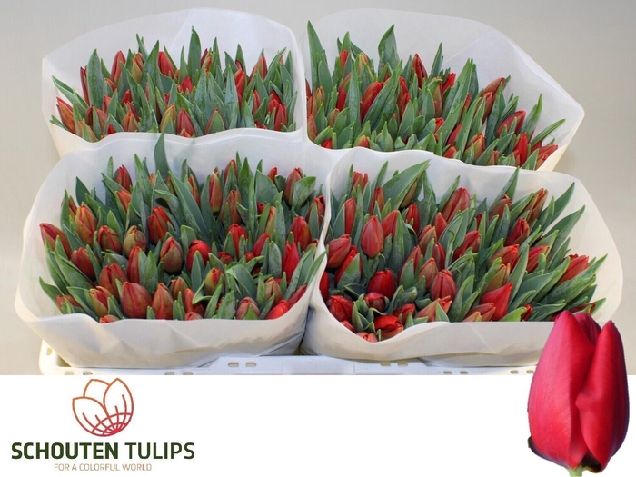 <h4>TU EN BEN FIRE</h4>